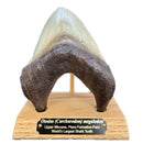 Otodus (Carcharocles) megalodon Tooth on Base - Display Replica