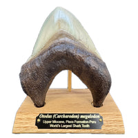 Otodus (Carcharocles) megalodon Tooth on Base - Display Replica