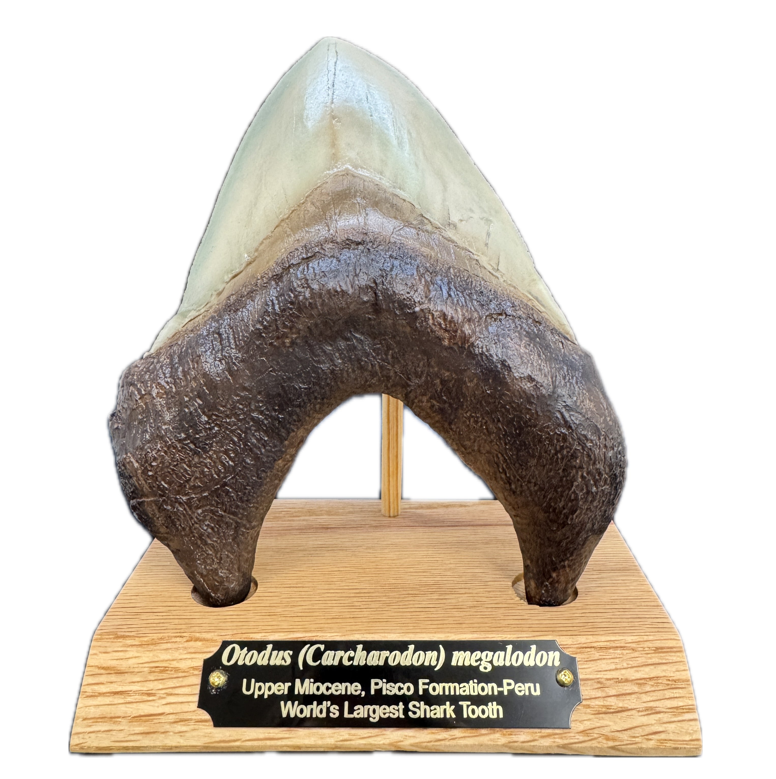 Otodus (Carcharocles) megalodon Tooth on Base - Display Replica
