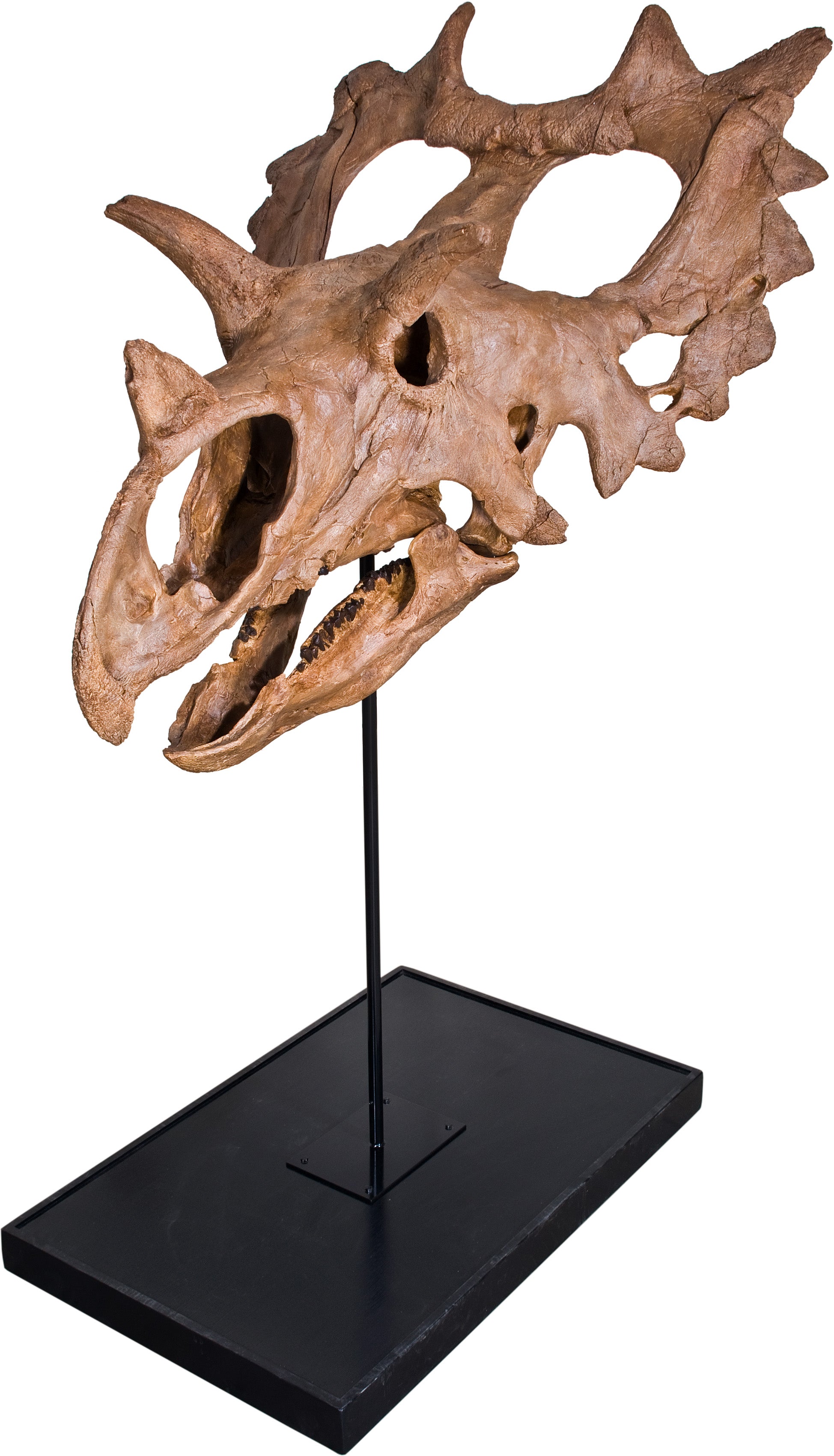 JUDITH Spiclypeus shipporum Skull - Display Replica