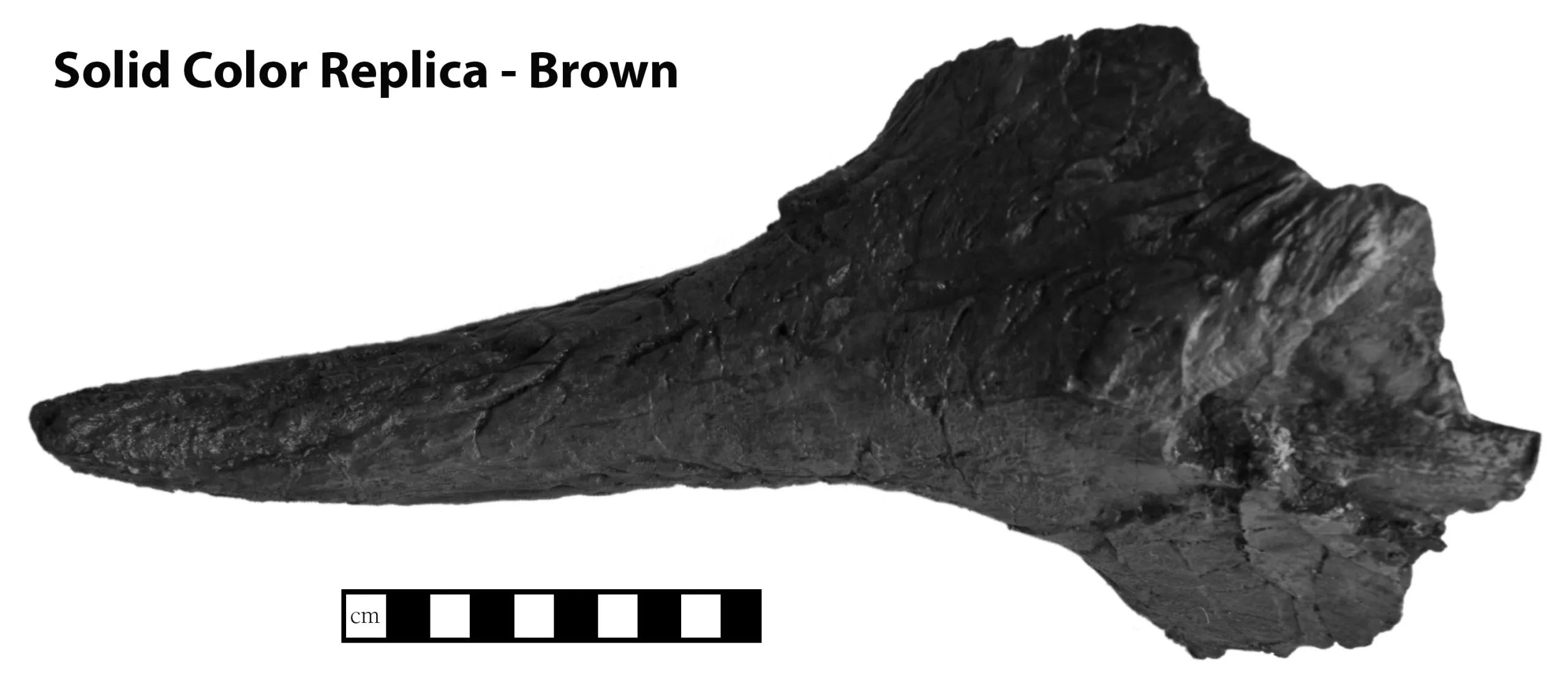 Triceratops horridus Juvenile Supraorbital Horn - Solid Color Replica