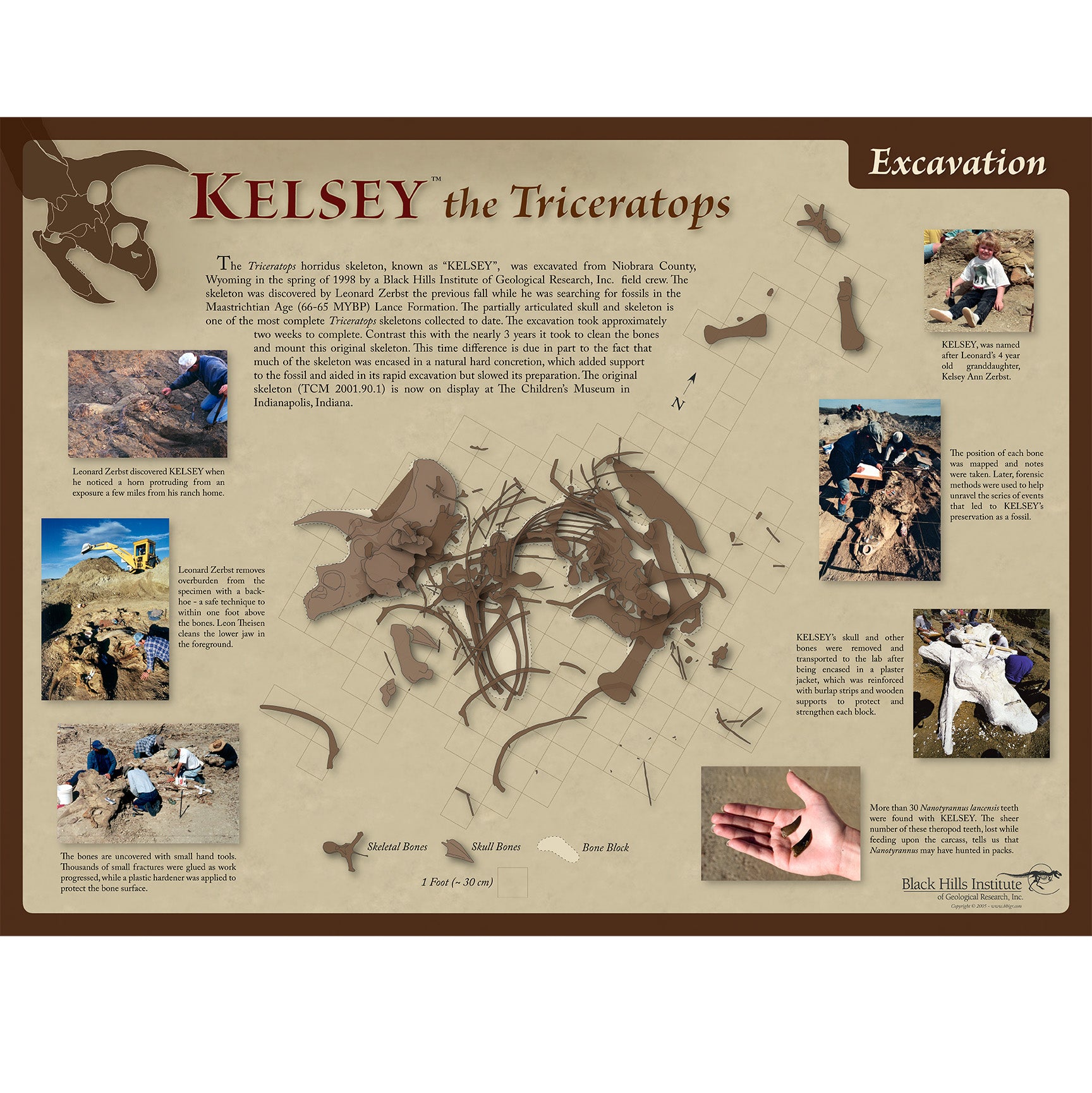 Triceratops horridus KELSEY Excavation Poster