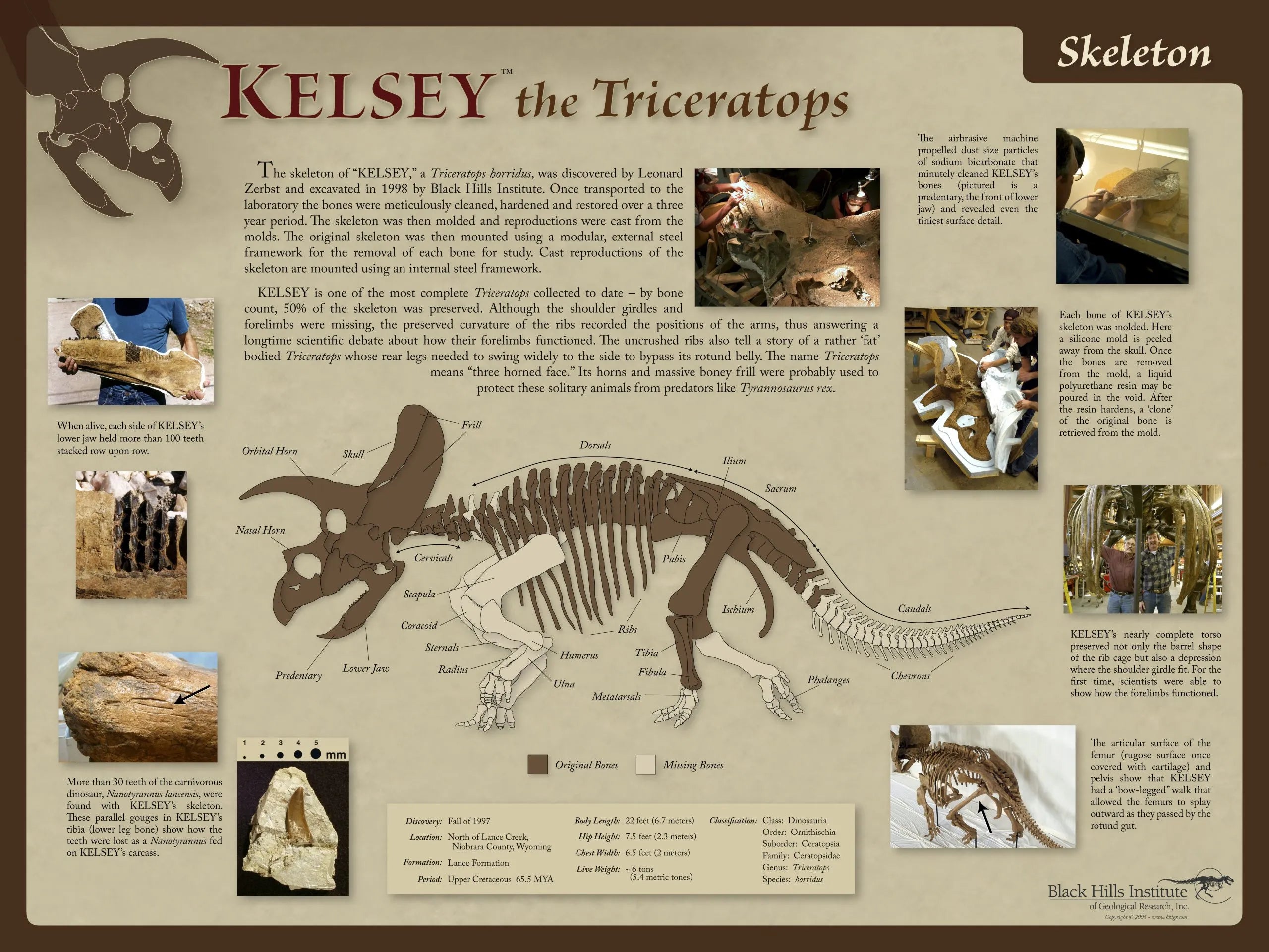 Triceratops horridus KELSEY Skeleton Poster