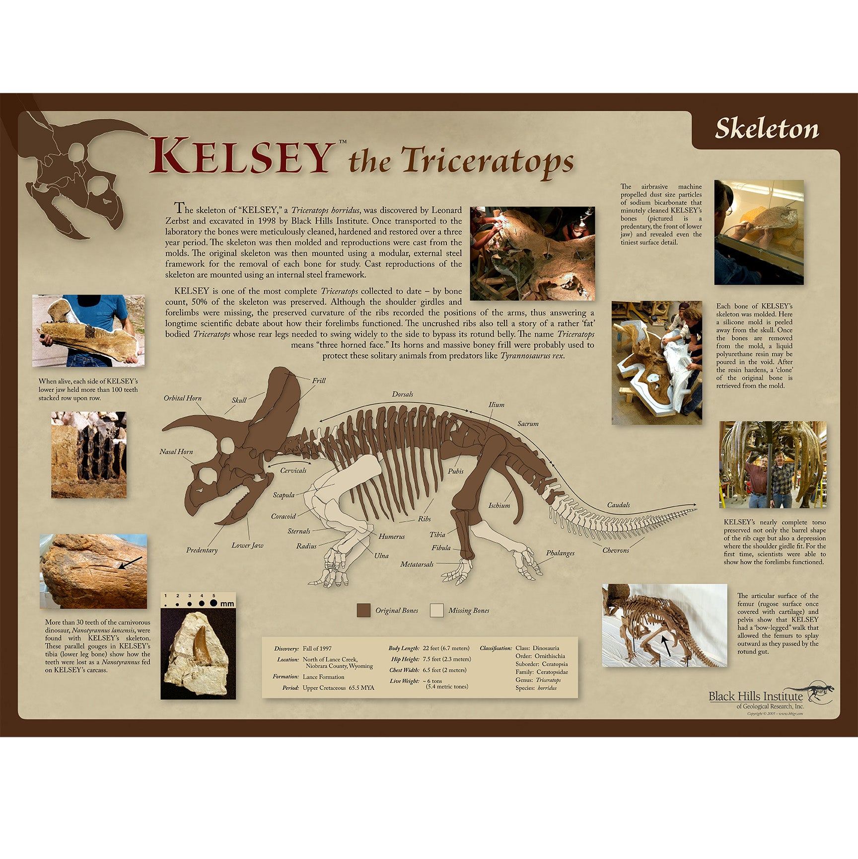 Triceratops horridus KELSEY Skeleton Poster