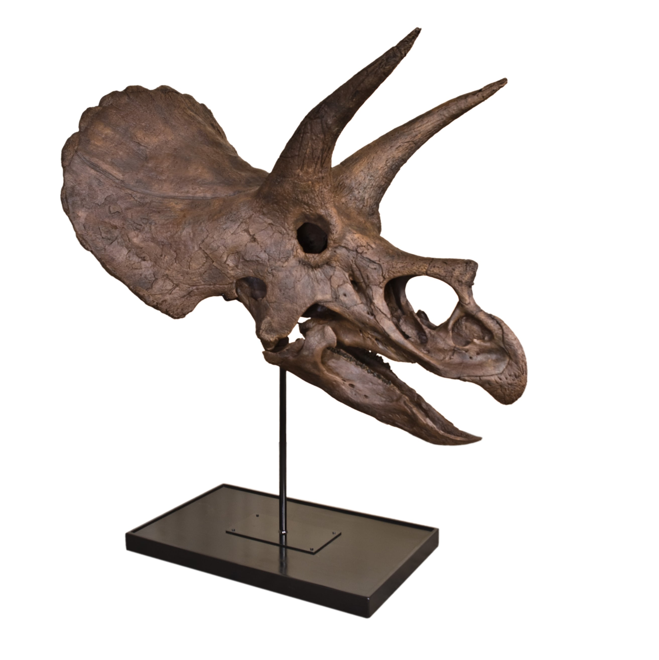 Triceratops horridus LANE Skull -Display Replica