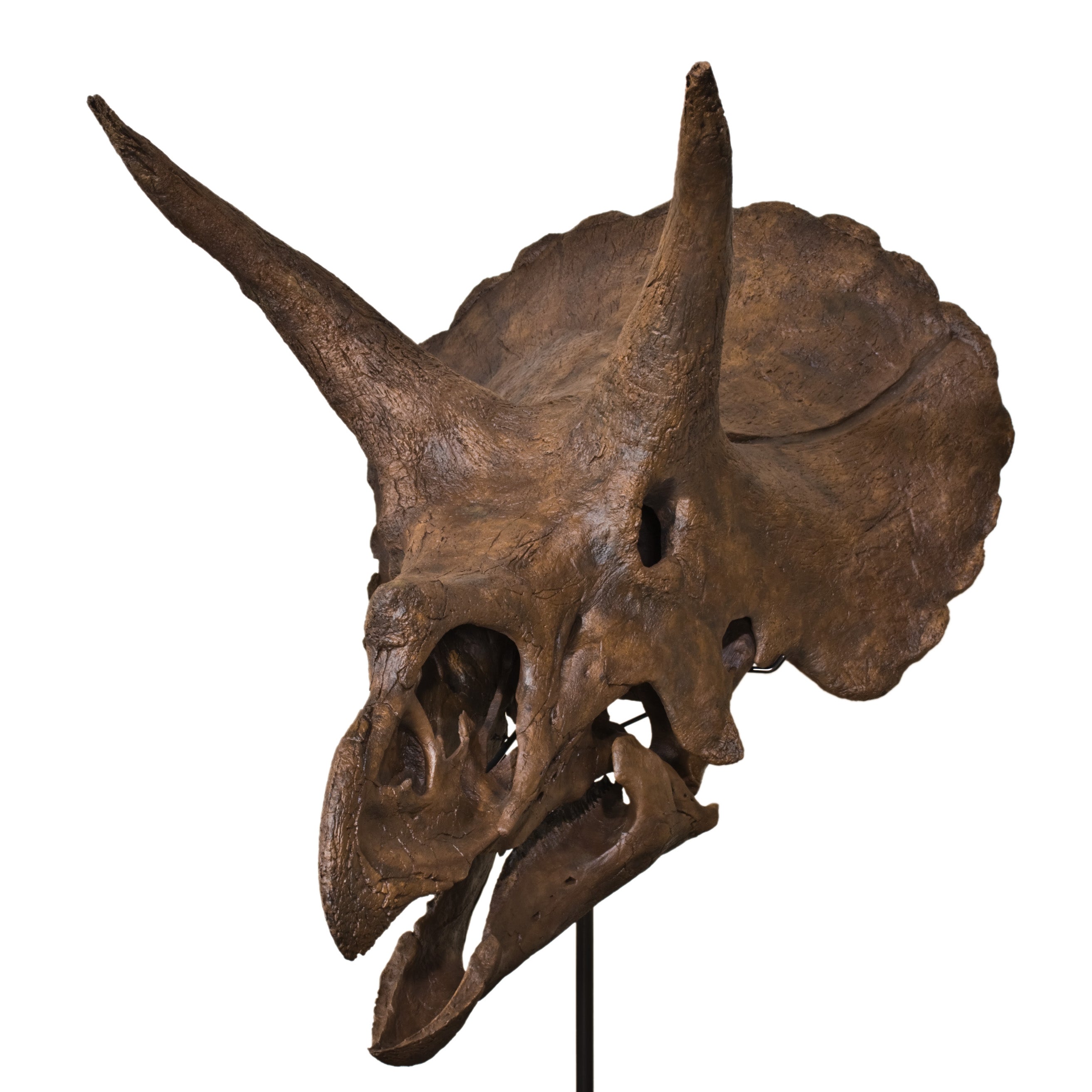 Triceratops horridus LANE Skull -Display Replica
