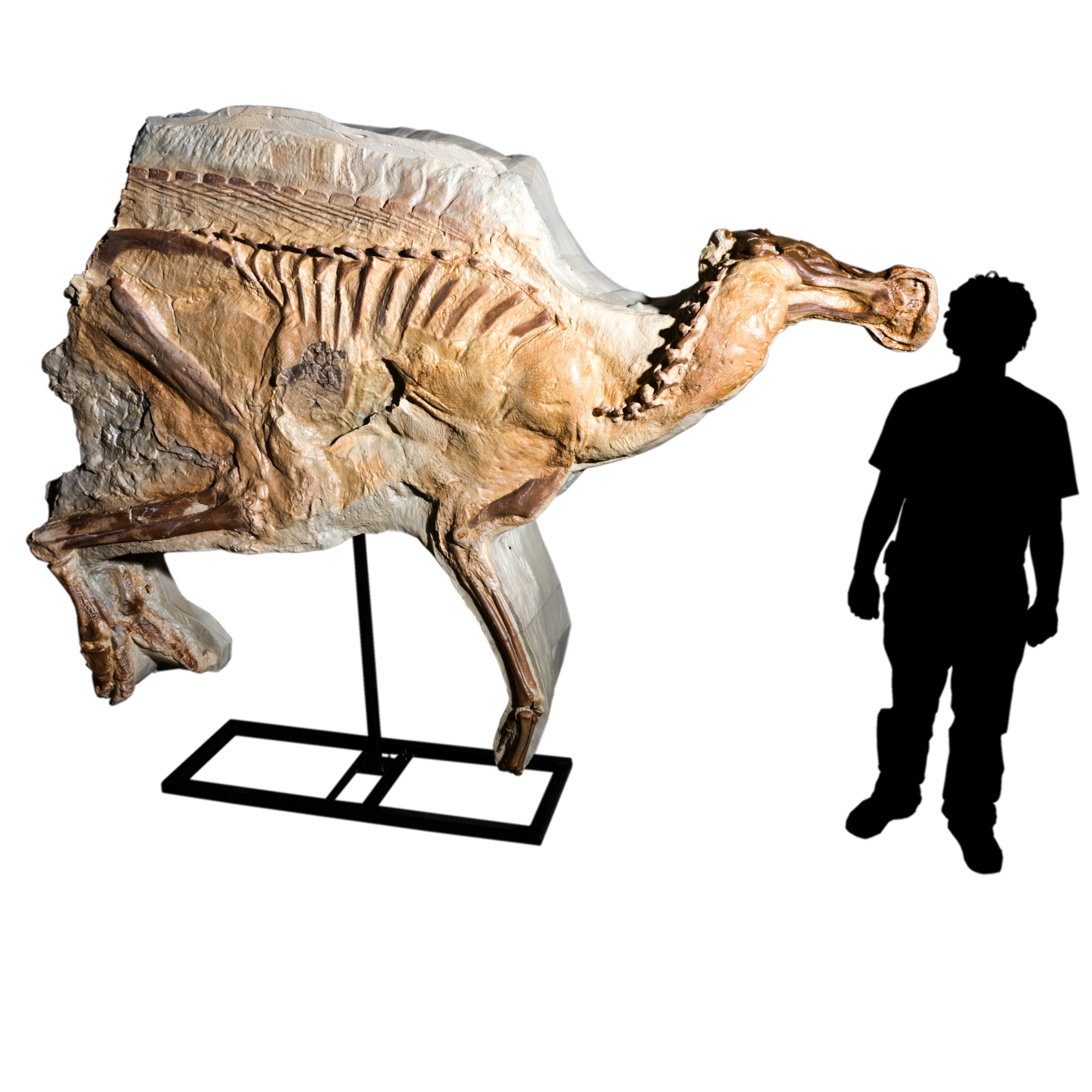 Brachylophosaurus canadensis LEONARDO Mummy - Rapid Prototype - Display Replica