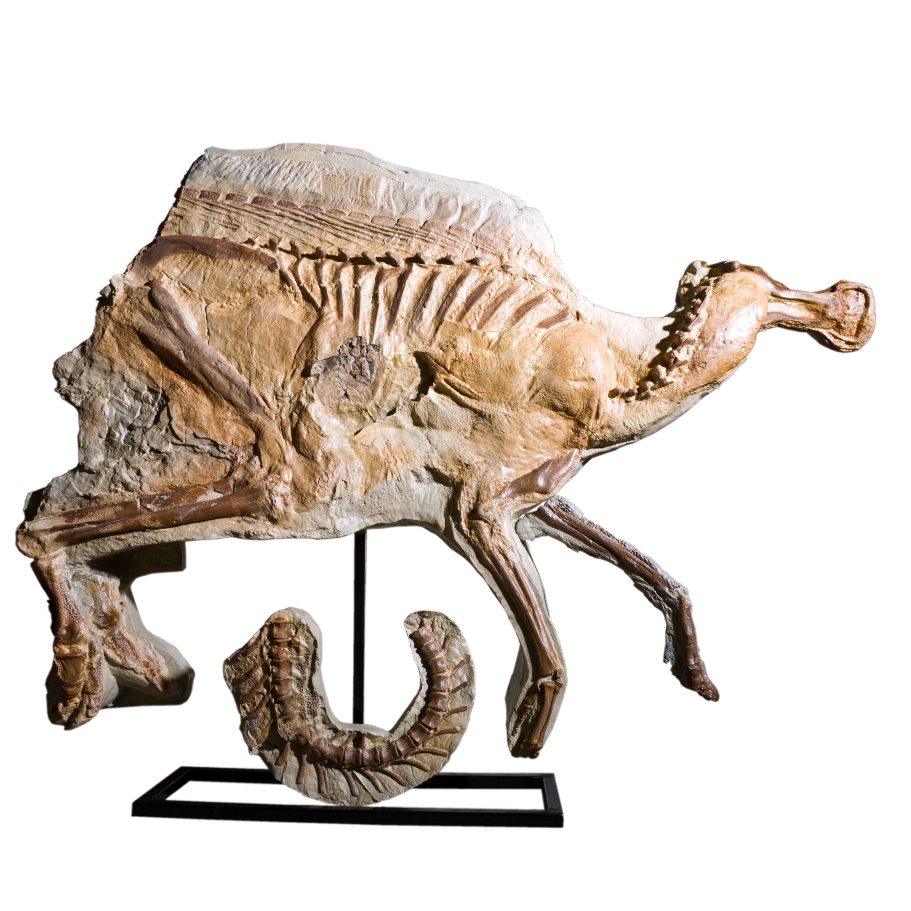 Brachylophosaurus canadensis LEONARDO Mummy - Rapid Prototype - Display Replica