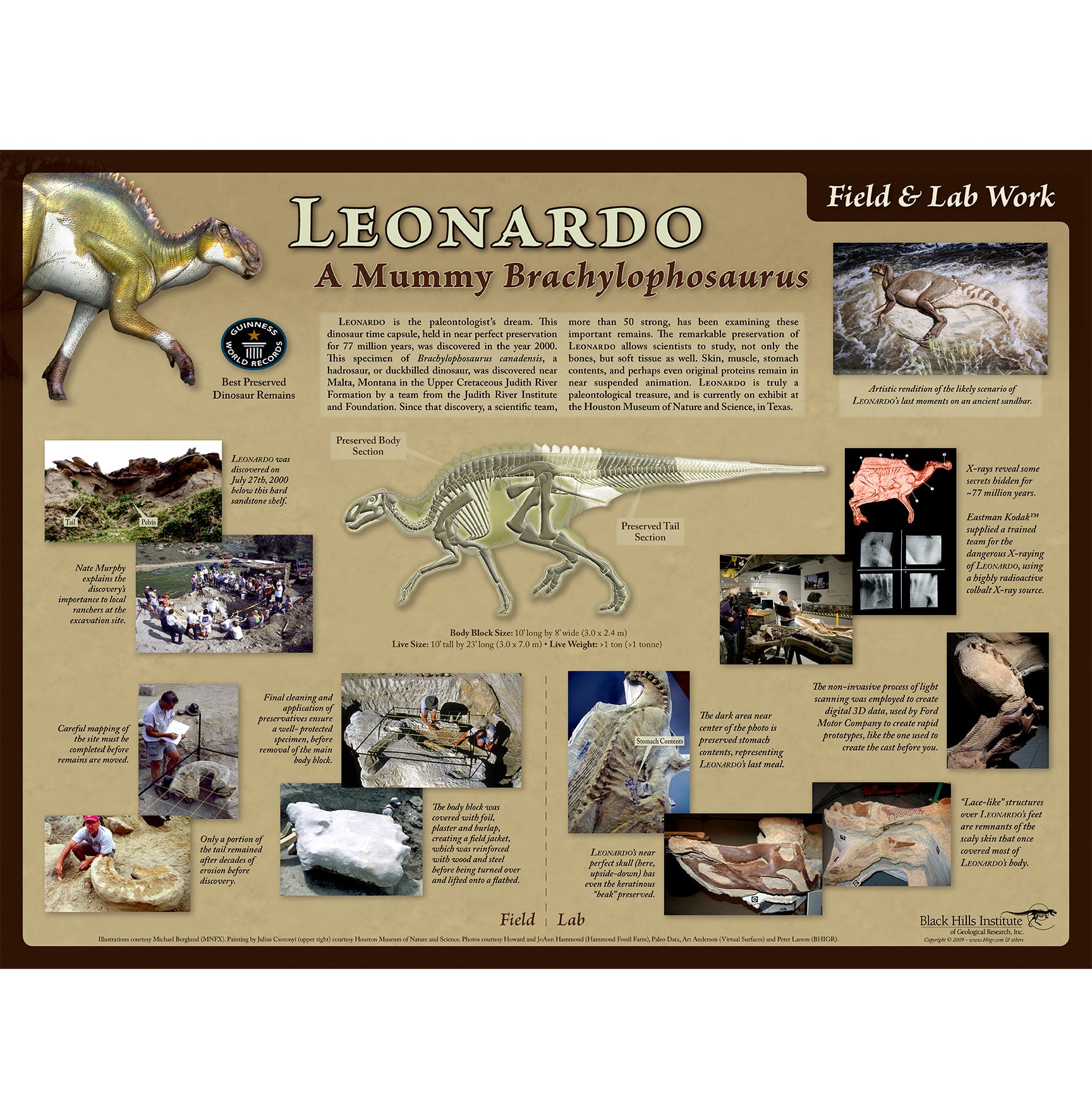 Brachylophosaurus canadensis LEONARDO - Field & Lab Poster