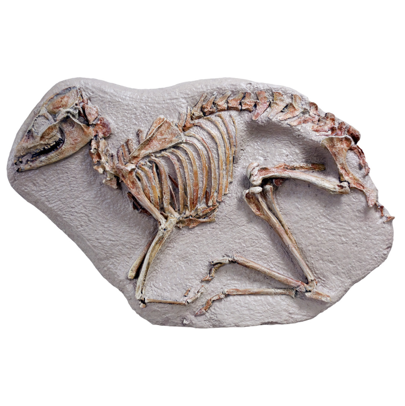 Leptomeryx evansi Skeleton in Situ - Display Replica