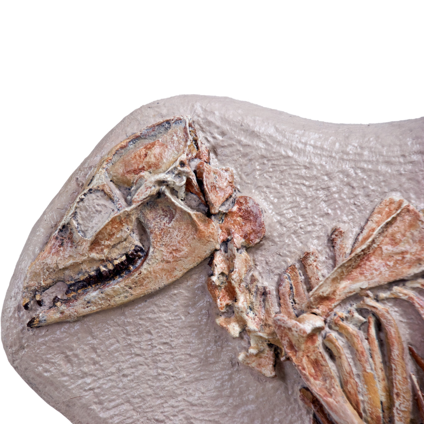 Leptomeryx evansi Skeleton in Situ - Display Replica