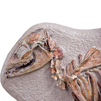 Leptomeryx evansi Skeleton in Situ - Display Replica