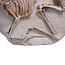 Leptomeryx evansi Skeleton in Situ - Display Replica