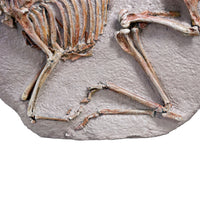 Leptomeryx evansi Skeleton in Situ - Display Replica