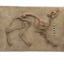 Leptomeryx evansi Skeleton Panel - Display Replica