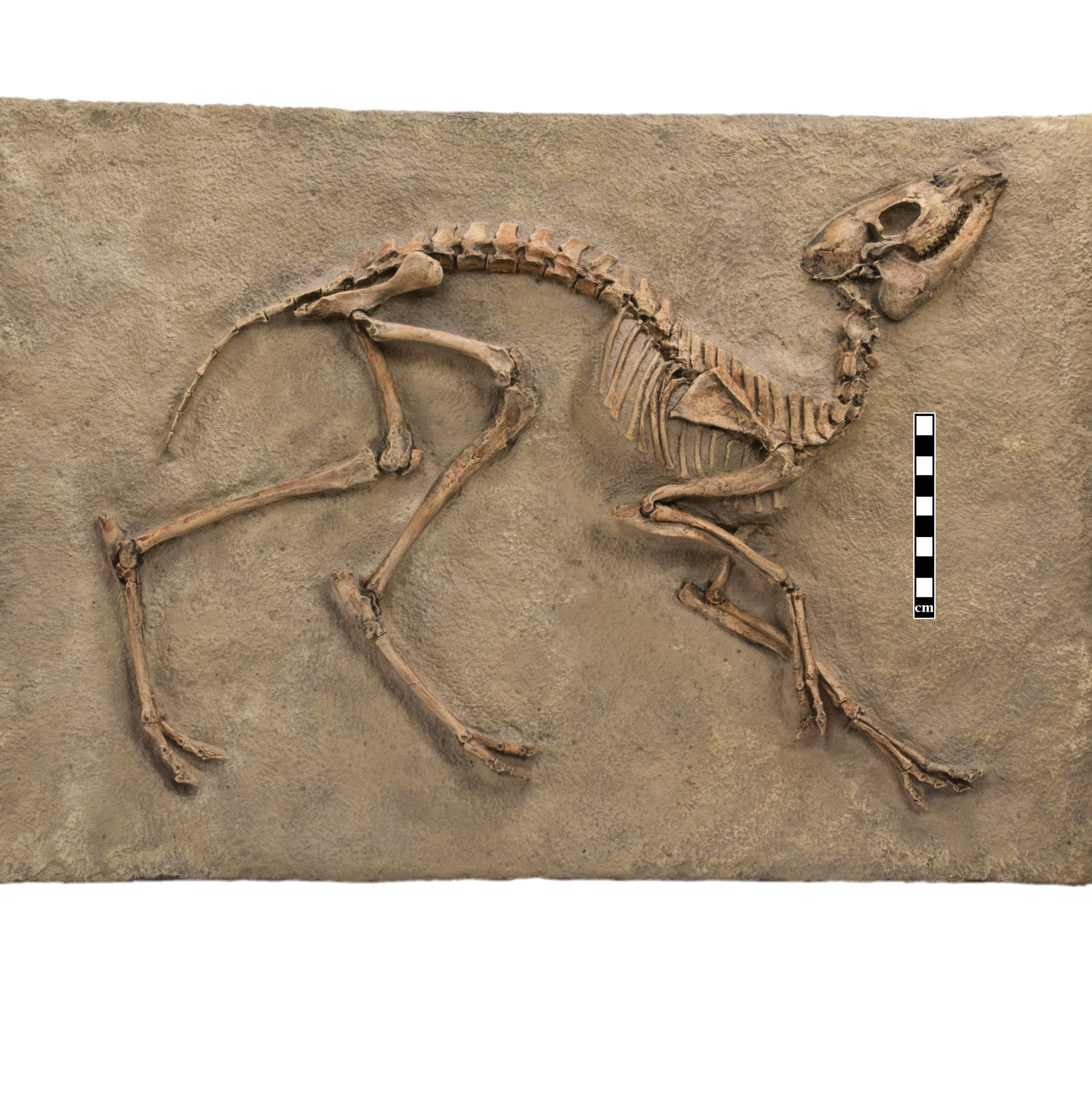 Leptomeryx evansi Skeleton Panel - Display Replica