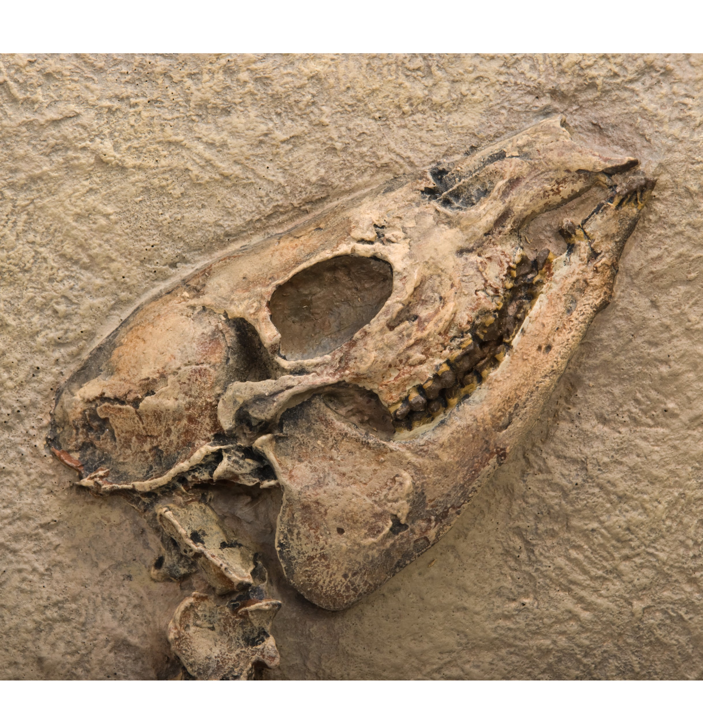 Leptomeryx evansi Skeleton Panel - Display Replica