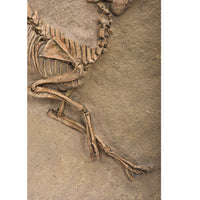Leptomeryx evansi Skeleton Panel - Display Replica