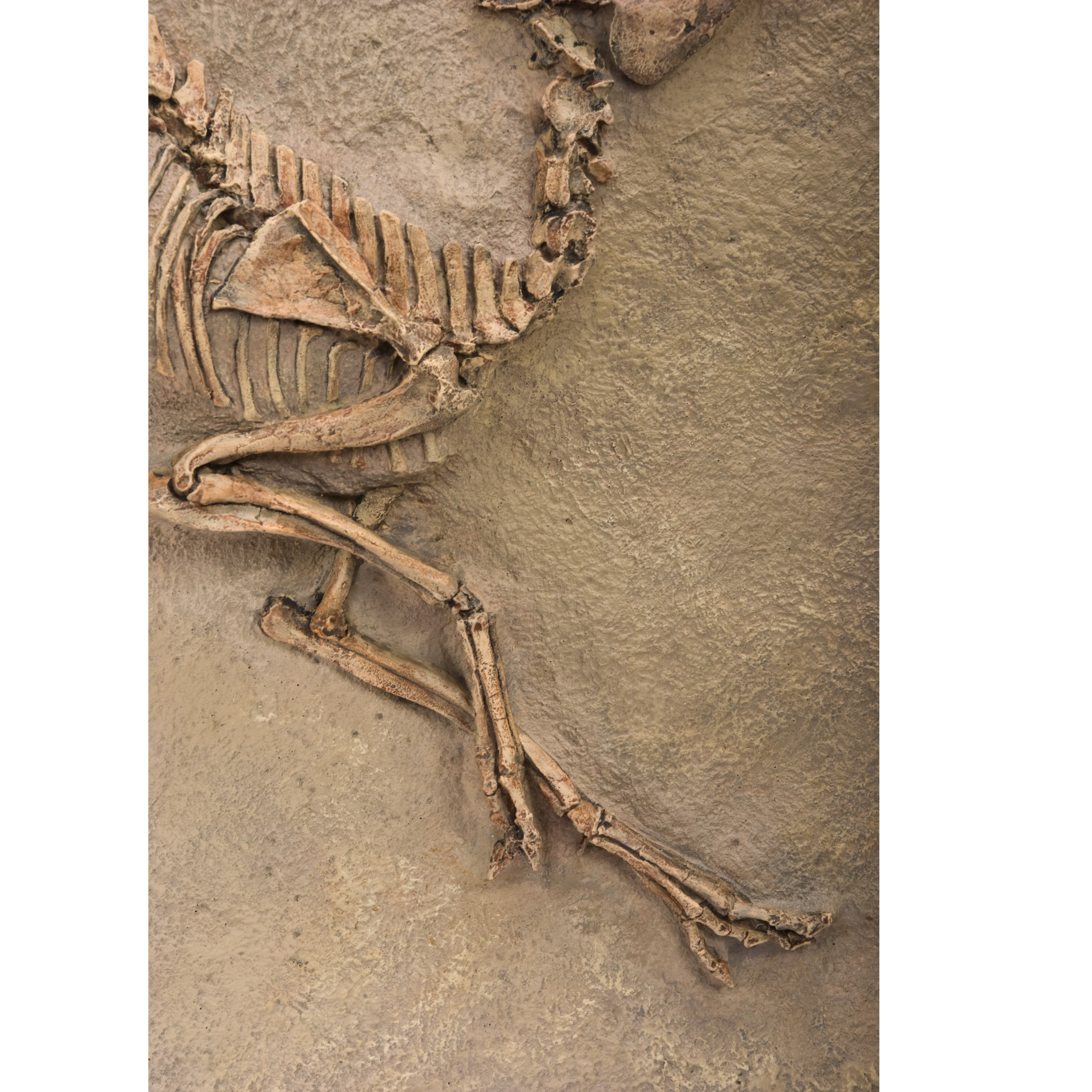 Leptomeryx evansi Skeleton Panel - Display Replica