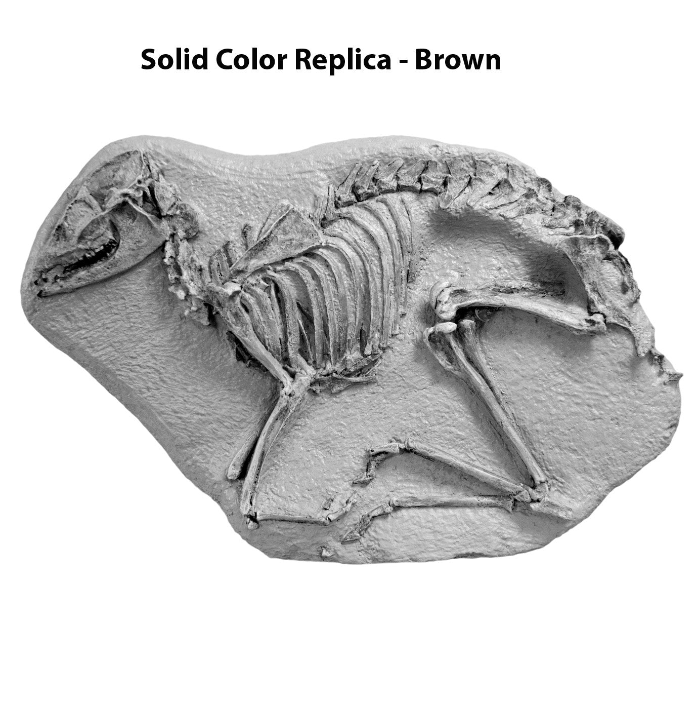 Leptomeryx evansi Skeleton in Situ - Solid Color Replica