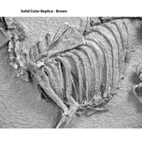 Leptomeryx evansi Skeleton in Situ - Solid Color Replica
