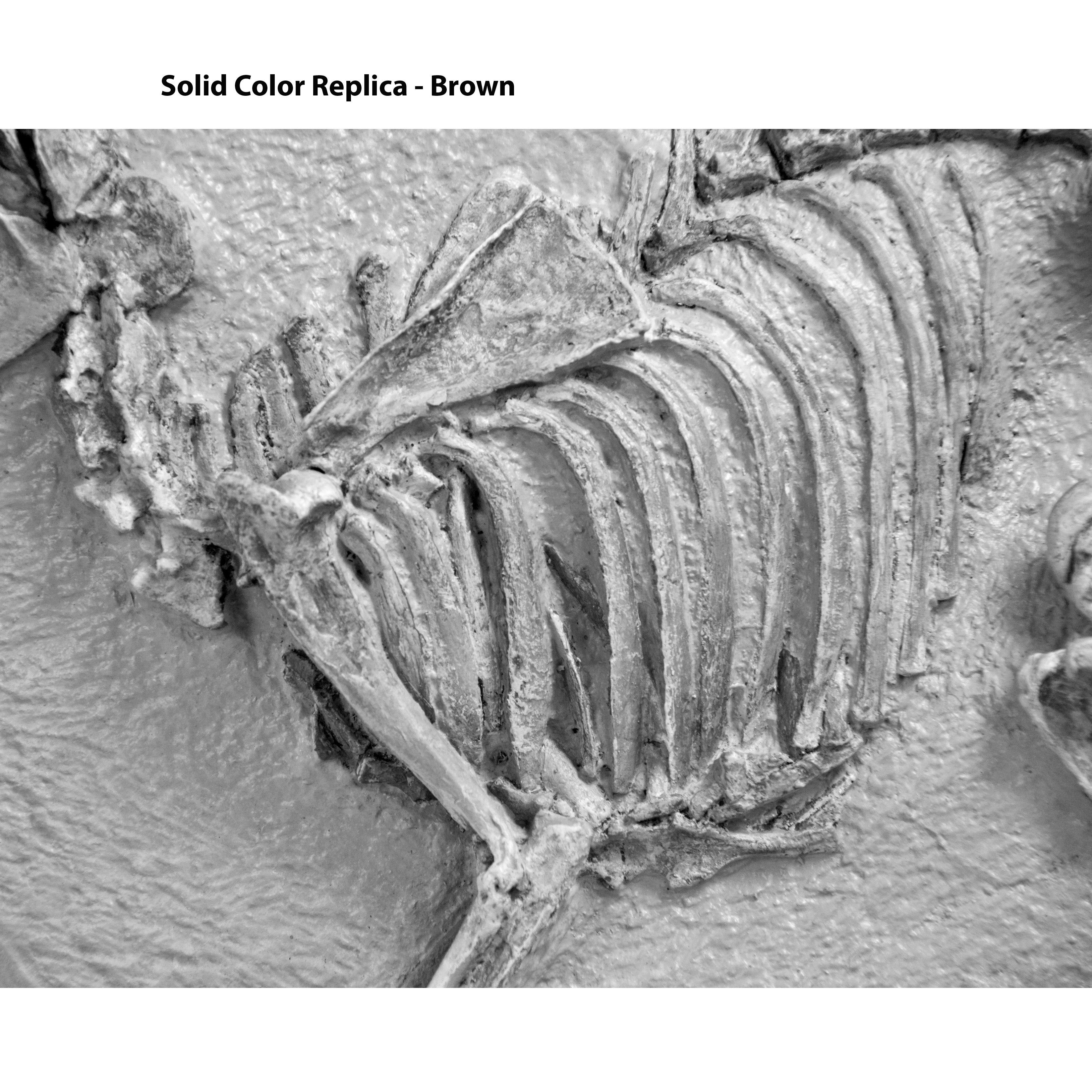 Leptomeryx evansi Skeleton in Situ - Solid Color Replica