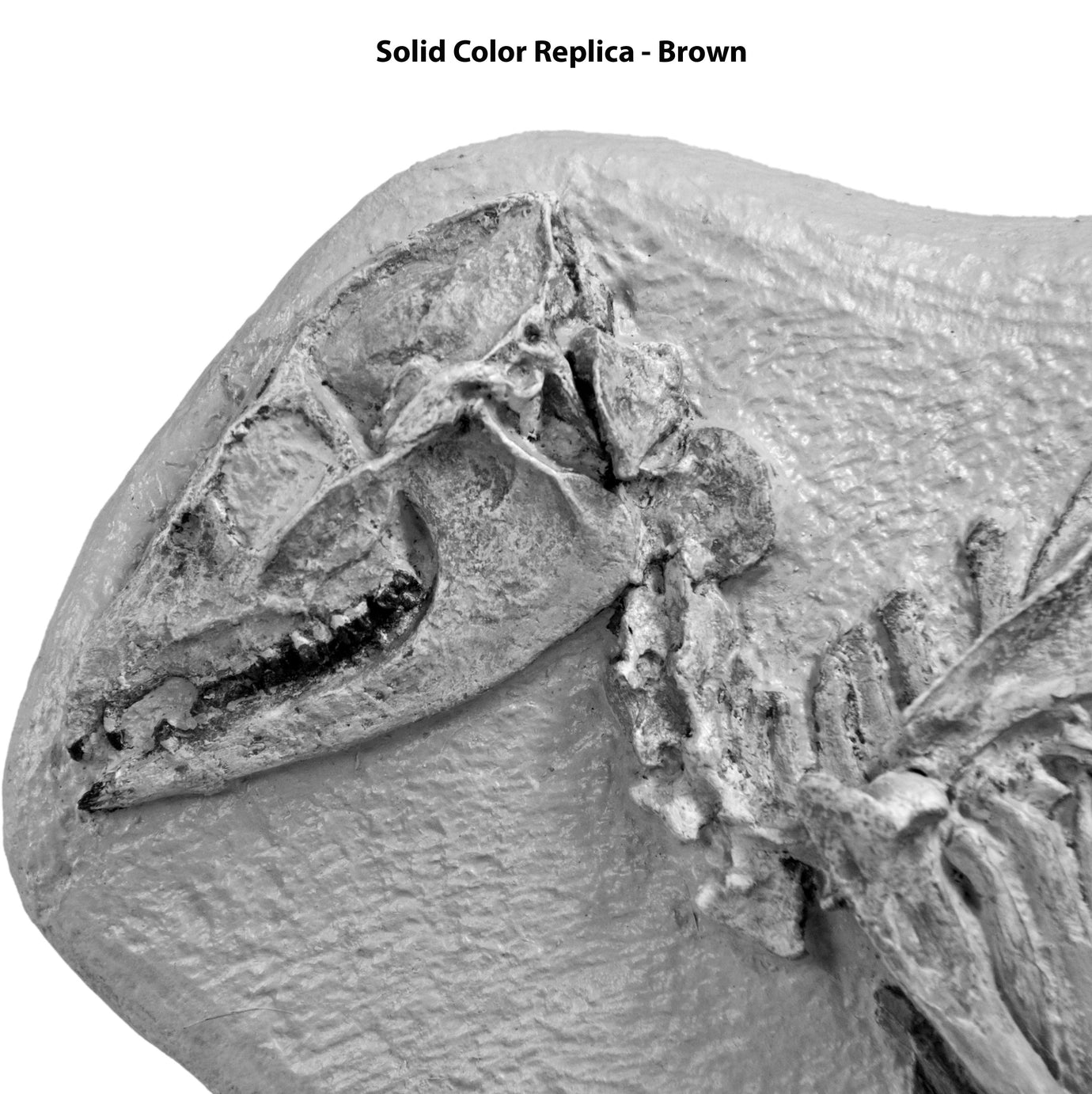 Leptomeryx evansi Skeleton in Situ - Solid Color Replica