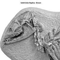 Leptomeryx evansi Skeleton in Situ - Solid Color Replica