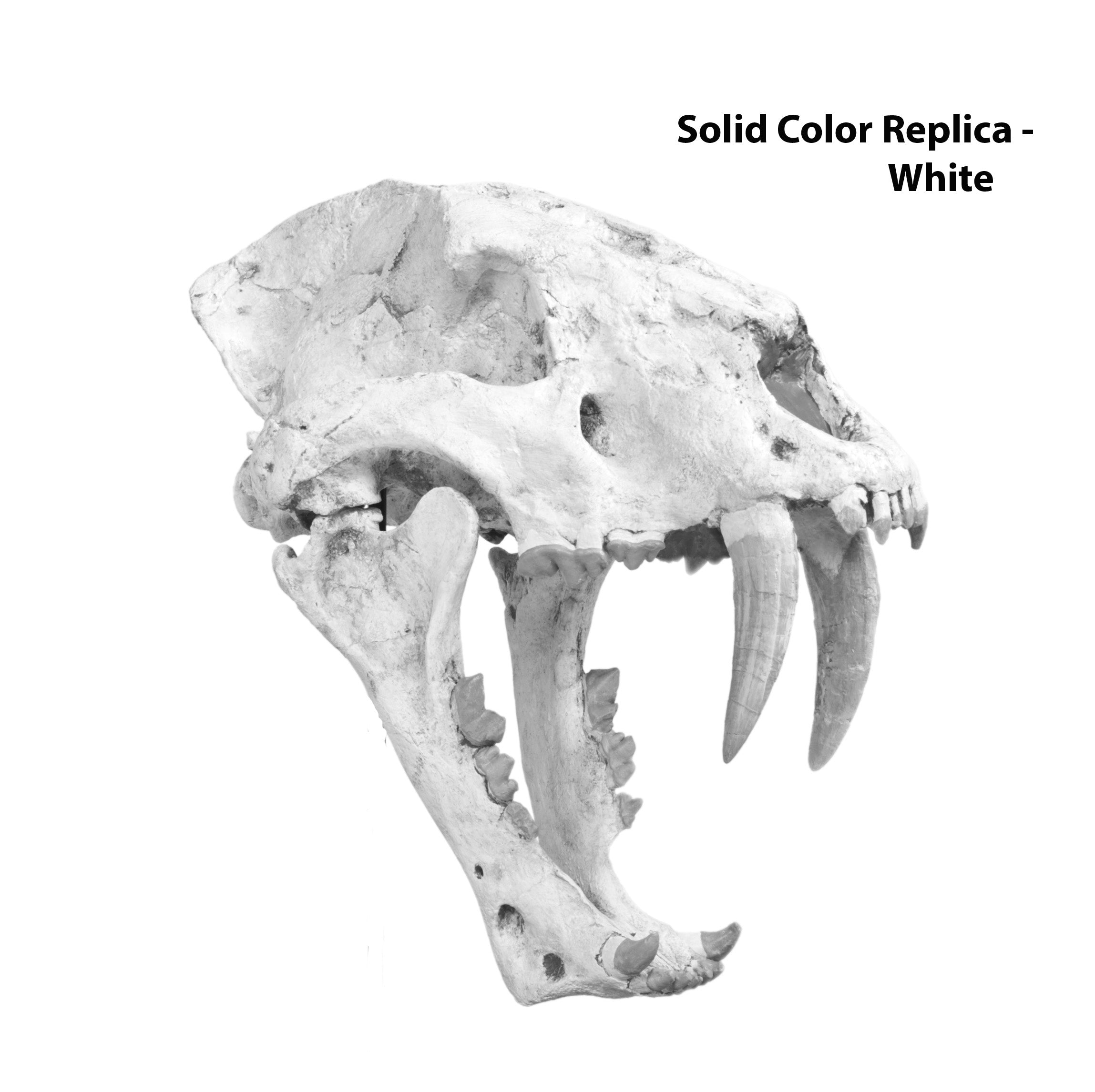 Machairodus giganteus Female Skull - Solid Color Replica