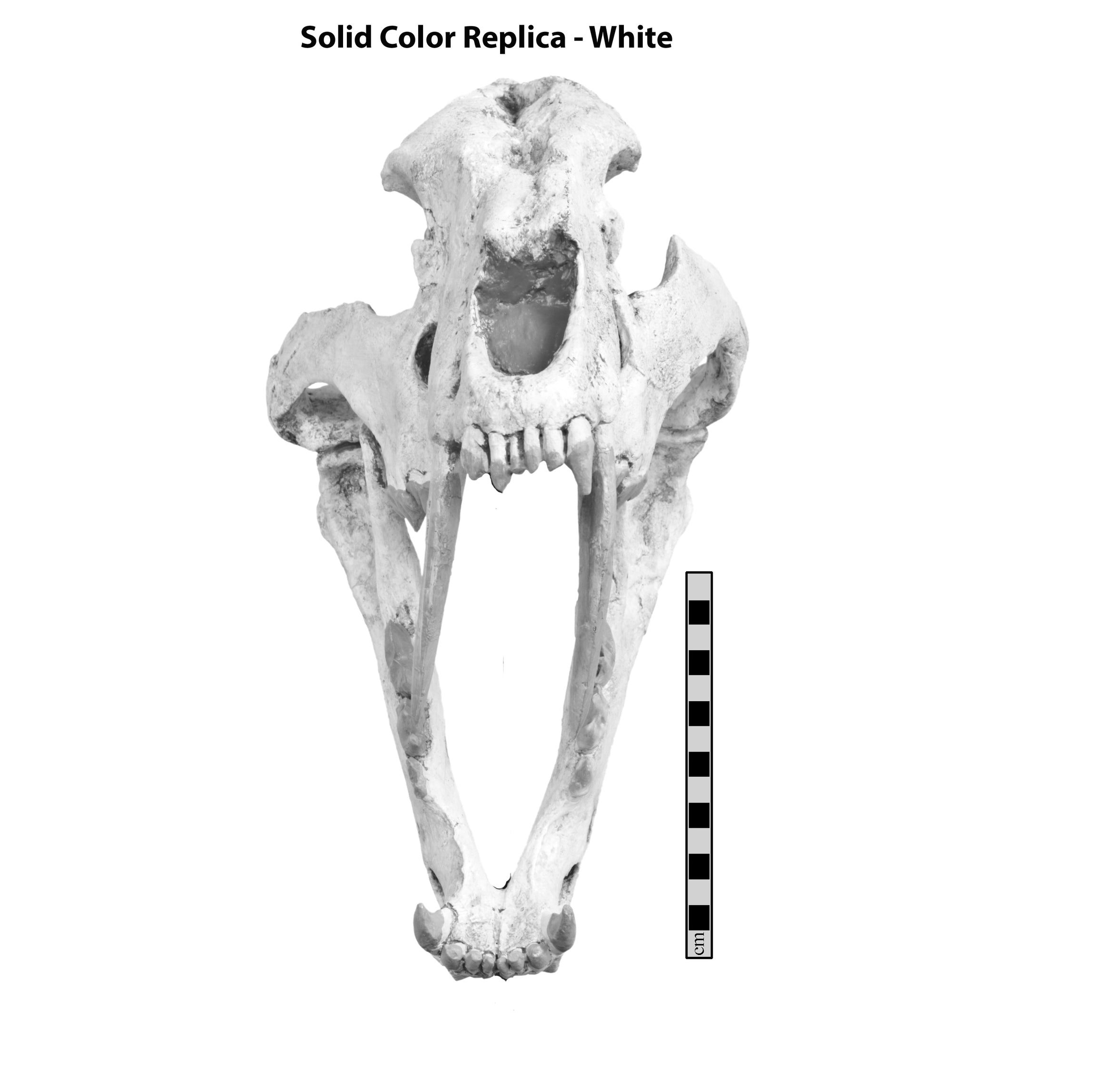 Machairodus giganteus Female Skull - Solid Color Replica