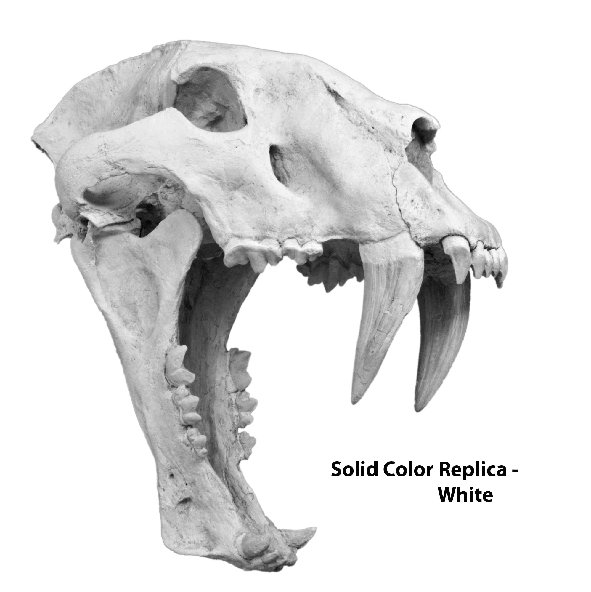Machairodus giganteus Male Skull - Solid Color Replica
