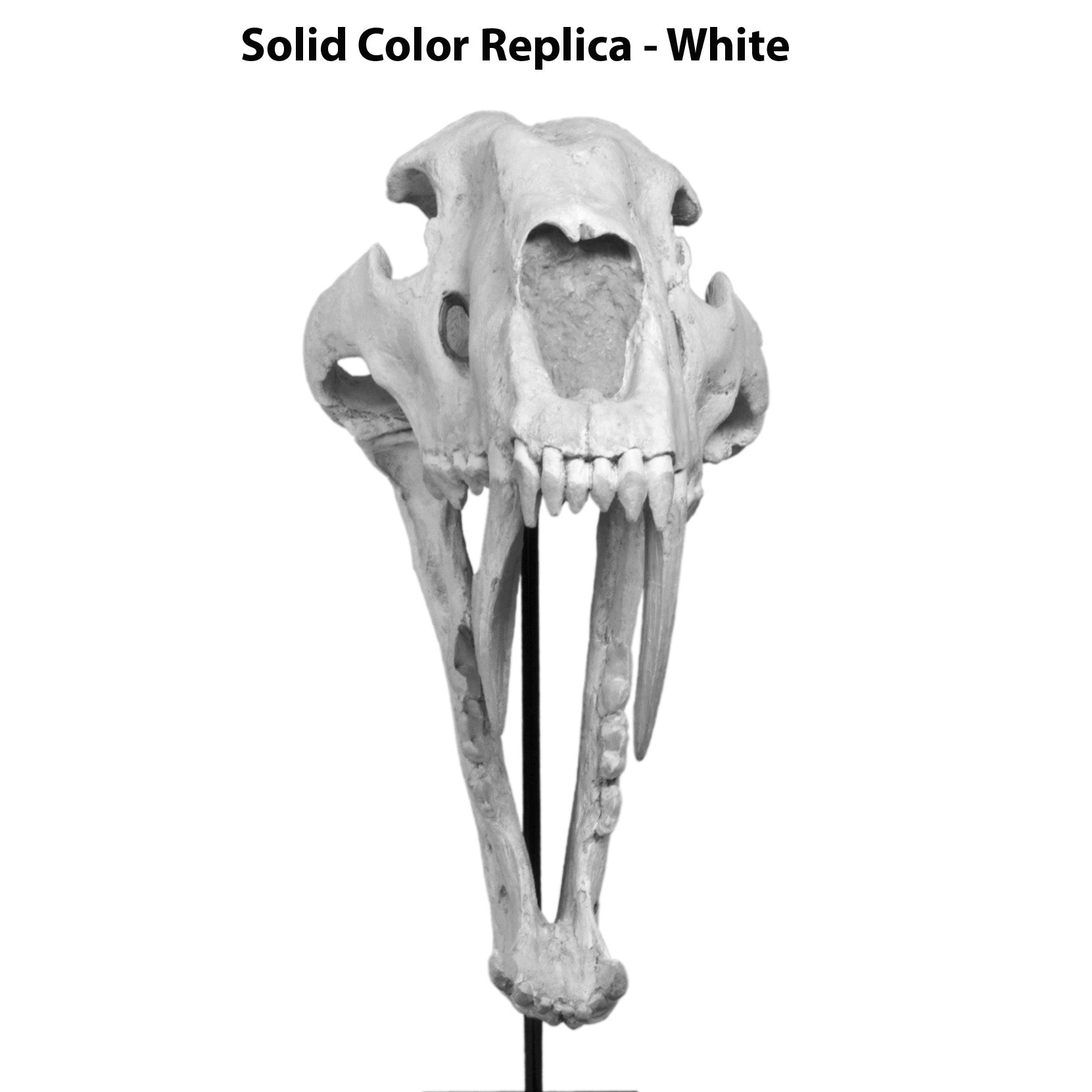 Machairodus giganteus Male Skull - Solid Color Replica