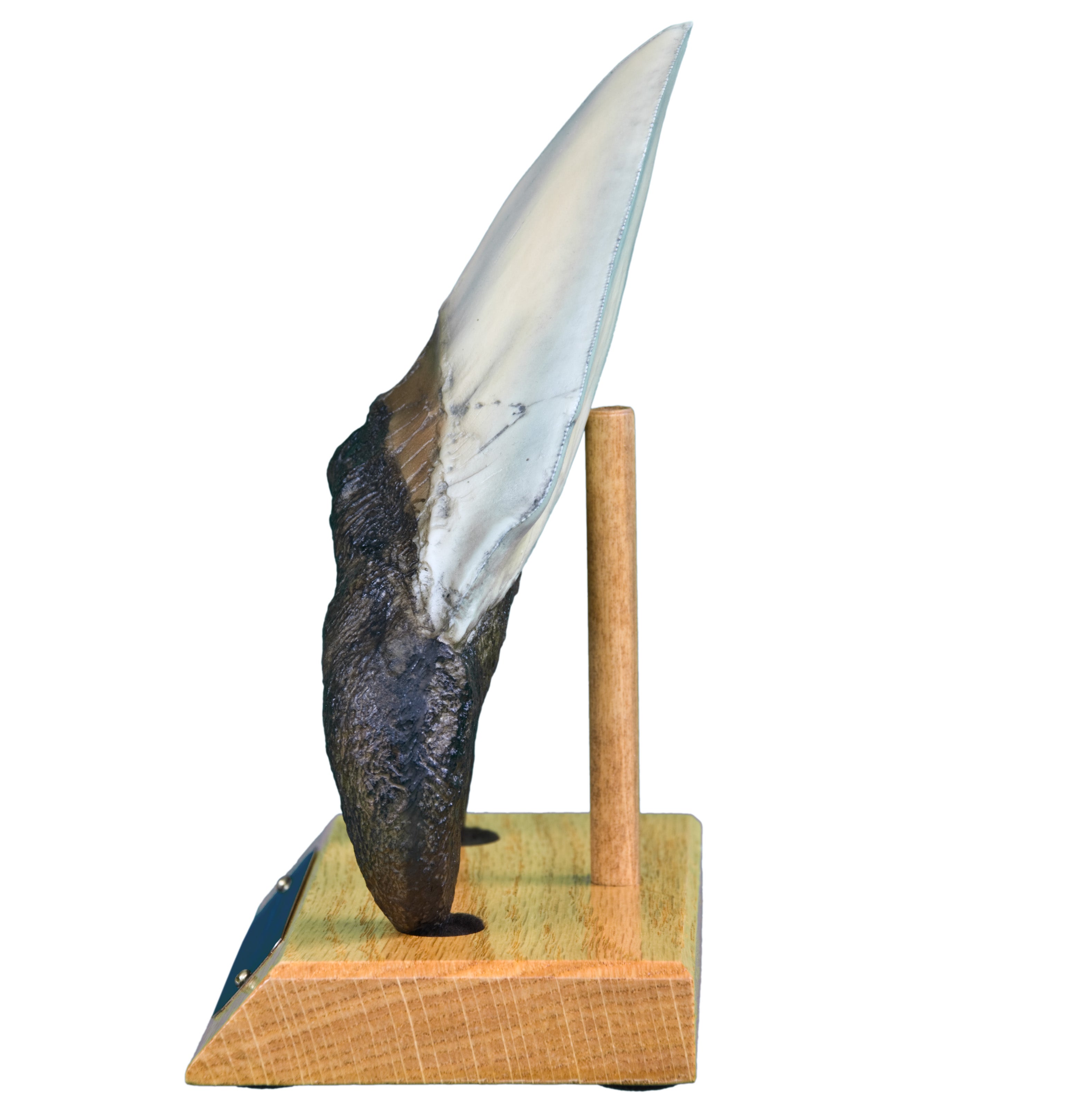 Otodus (Carcharocles) megalodon Tooth on Base - Display Replica