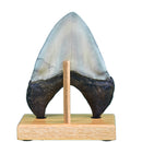 Otodus (Carcharocles) megalodon Tooth on Base - Display Replica