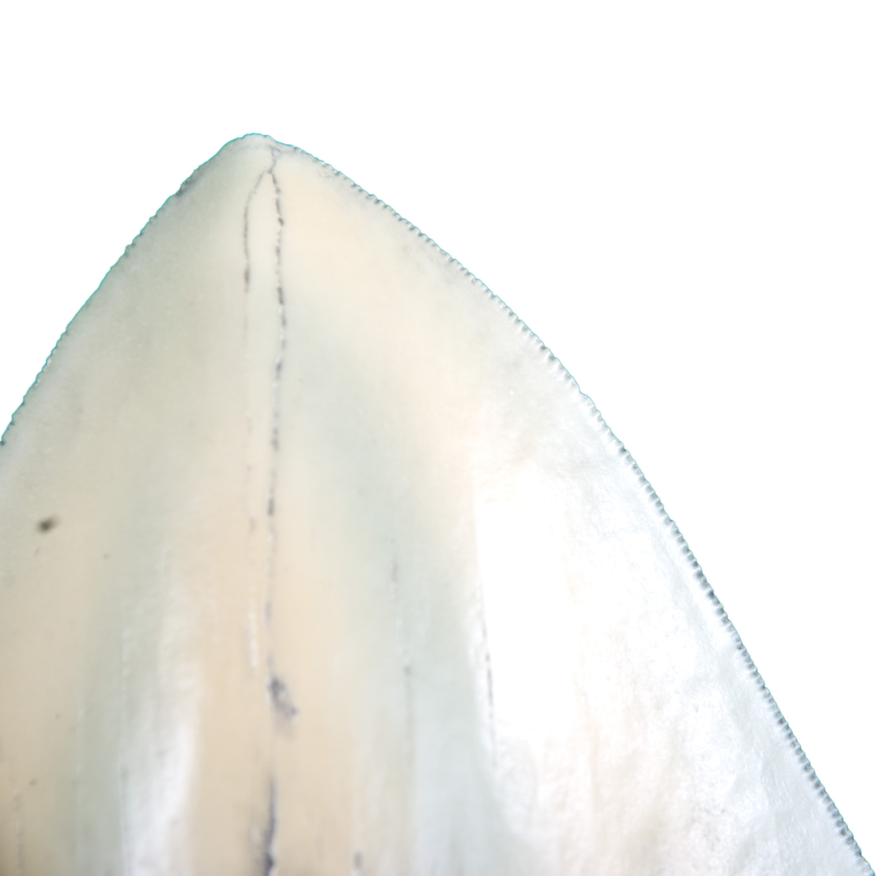 Otodus (Carcharocles) megalodon Tooth - Display Replica