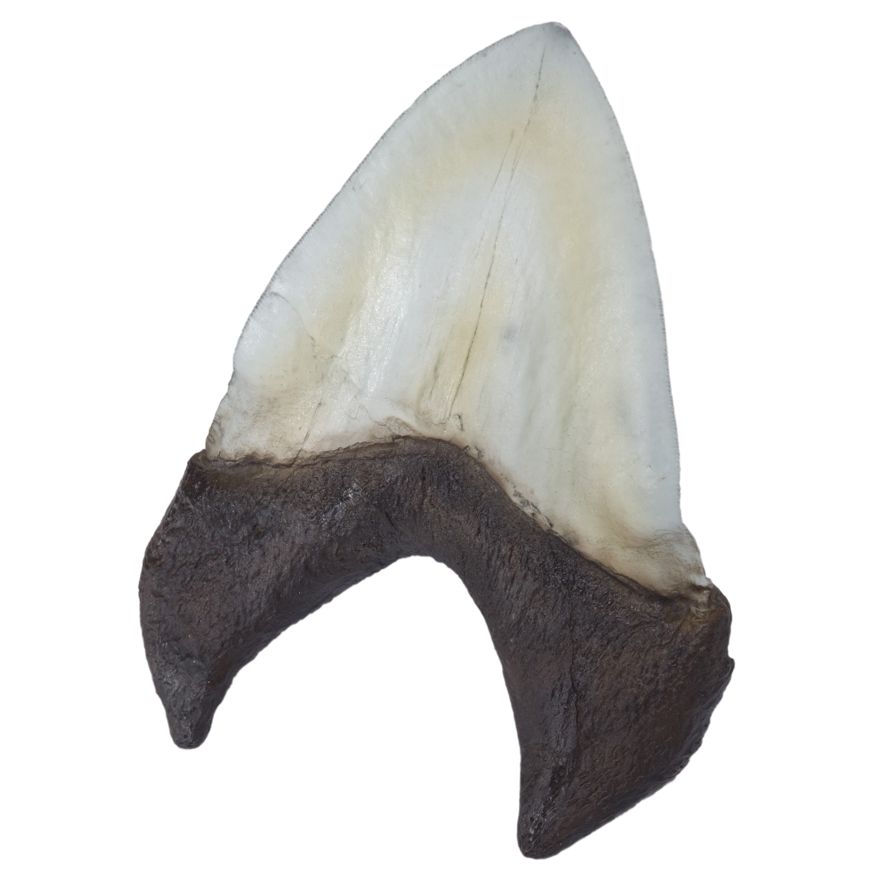 Otodus (Carcharocles) megalodon Tooth - Display Replica