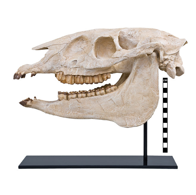 Merychippus sp. Skull - Display Replica