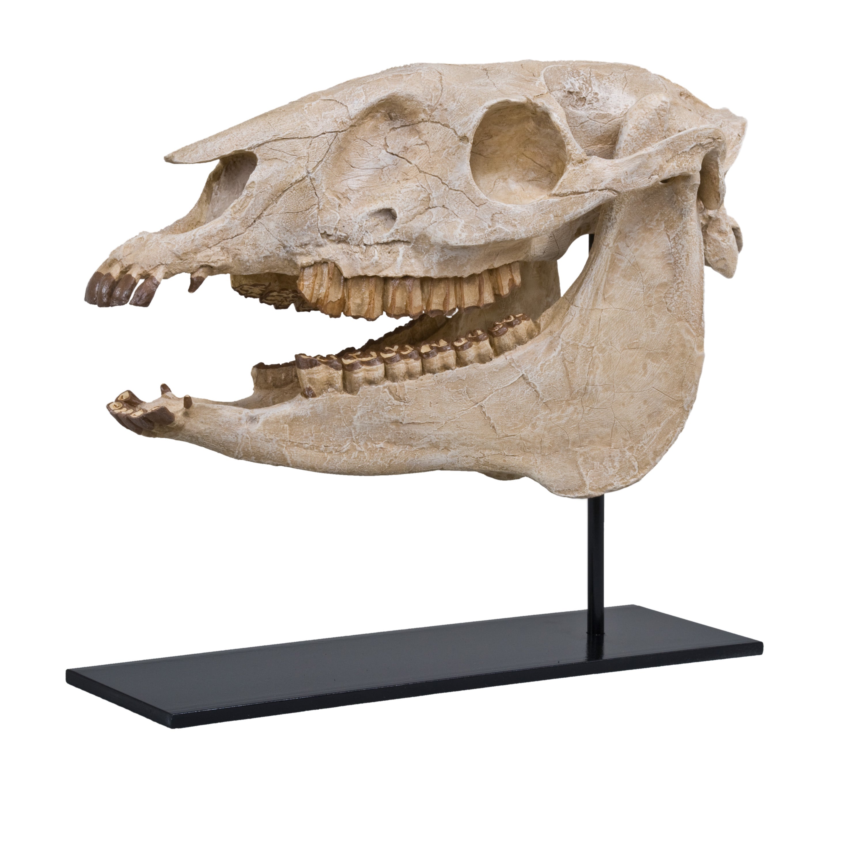 Merychippus sp. Skull - Display Replica