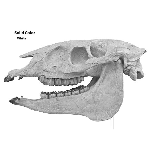 Merychippus sp. Skull - Solid Color Replica