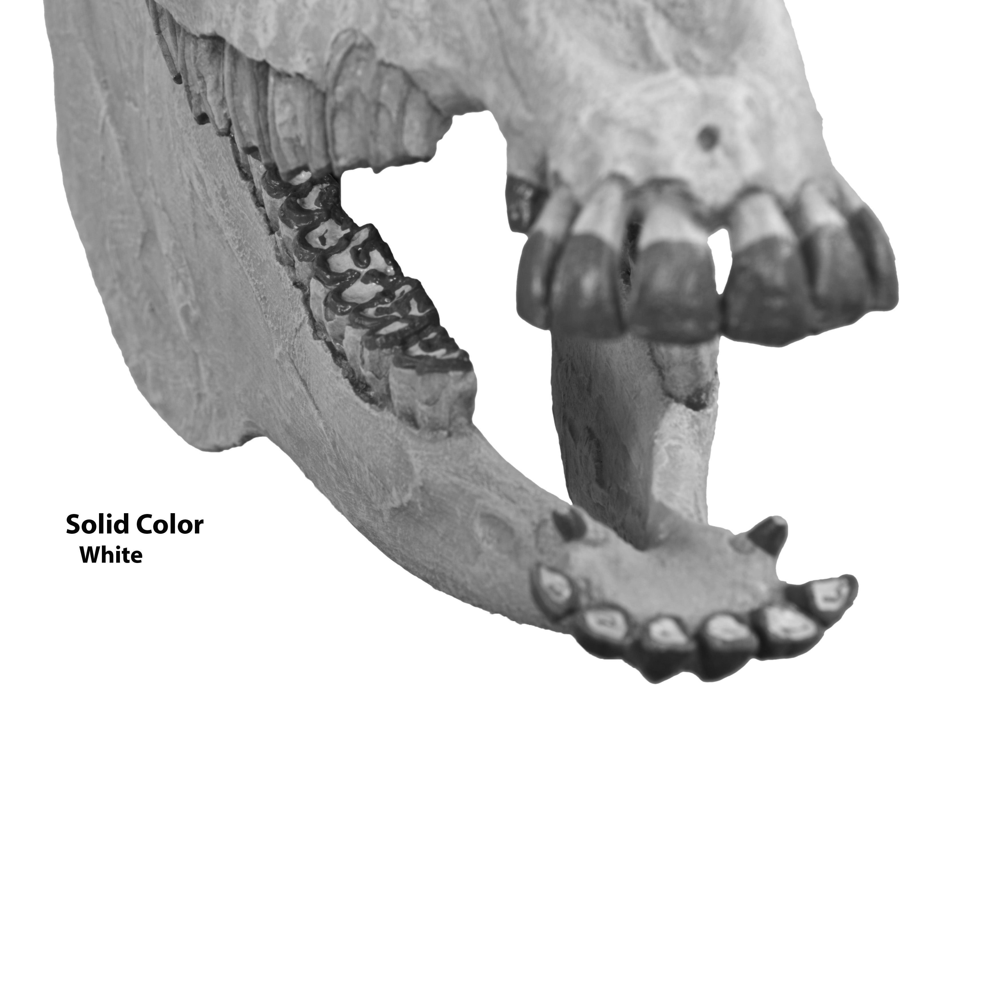 Merychippus sp. Skull - Solid Color Replica