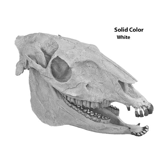 Merychippus sp. Skull - Solid Color Replica