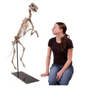 Mesohippus sp. Skeleton - Display Replica
