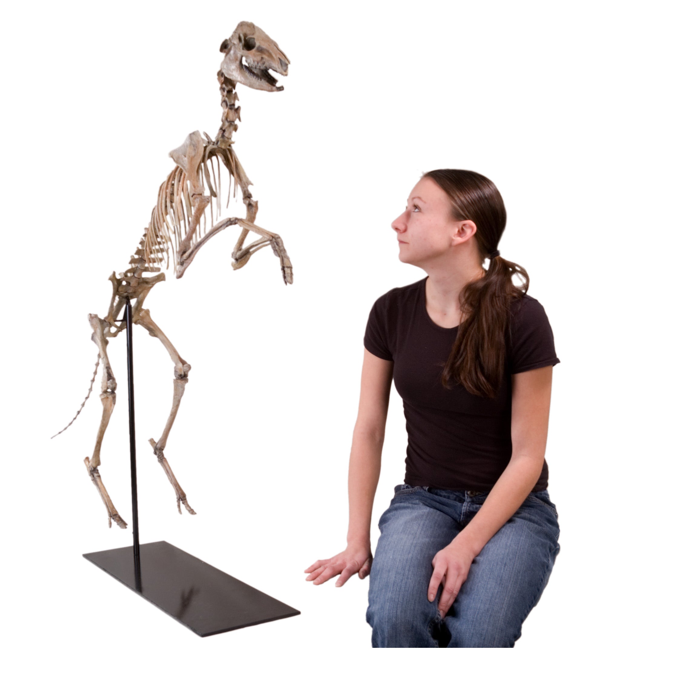 Mesohippus sp. Skeleton - Display Replica