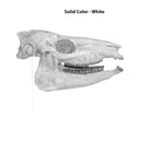 Mesohippus sp. Skull - Solid Color Replica