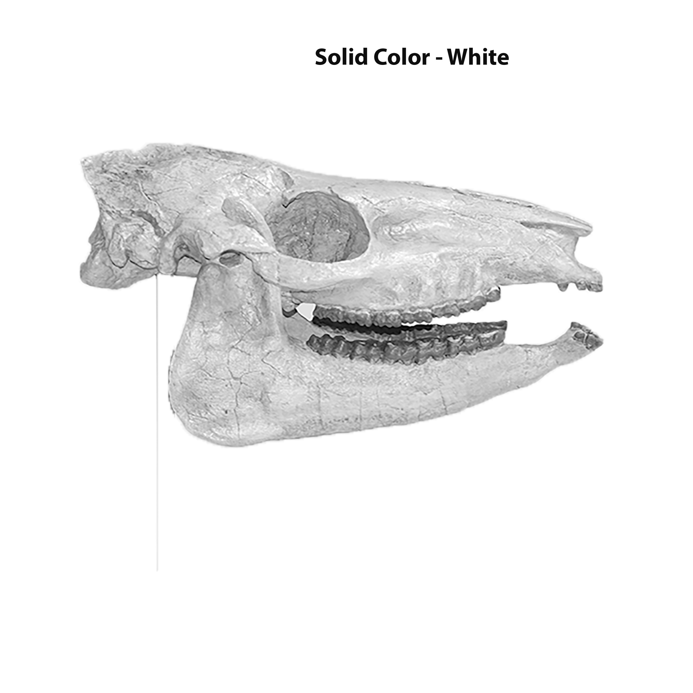 Mesohippus sp. Skull - Solid Color Replica