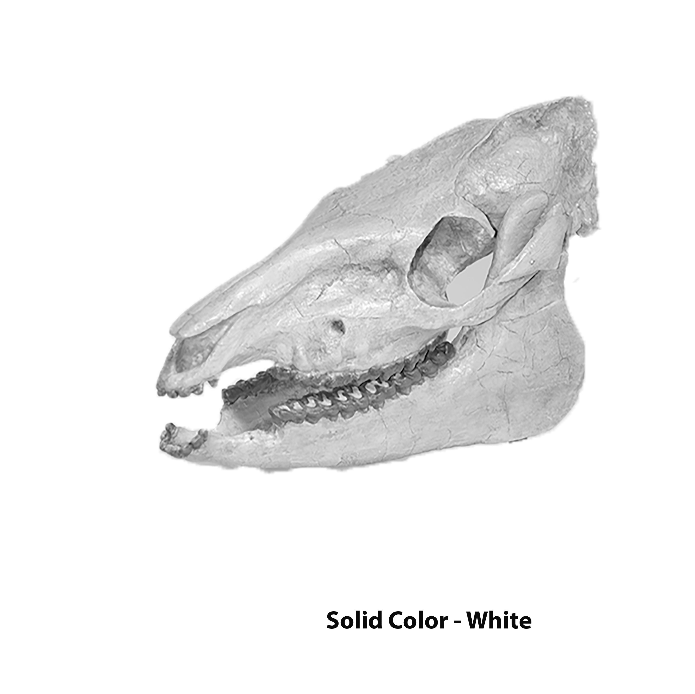 Mesohippus sp. Skull - Solid Color Replica