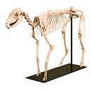 Mesohippus sp. Skeleton - Display Replica