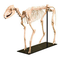 Mesohippus sp. Skeleton - Display Replica
