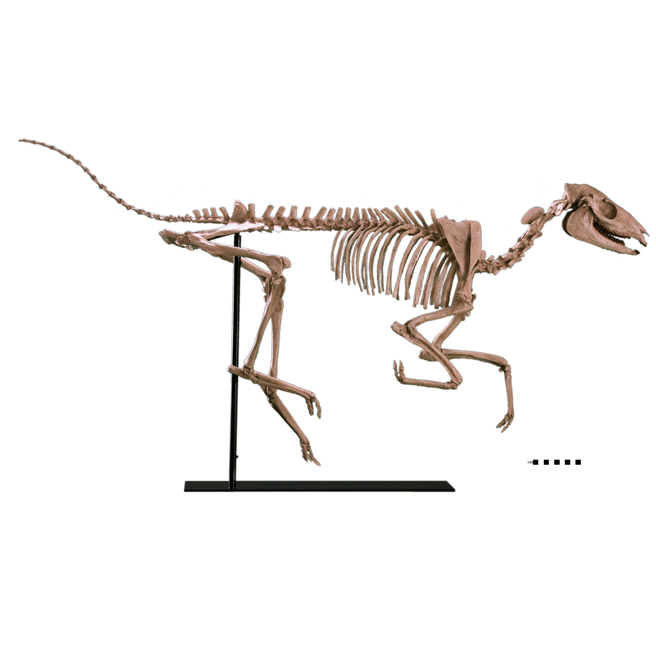 Mesohippus sp. Skeleton - Display Replica