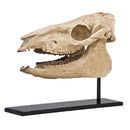 Mesohippus sp. Skull - Display Replica